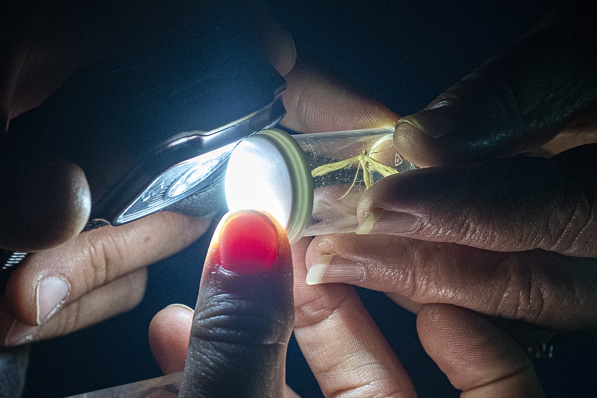 Many hands come together to hold a light to a specimen captured during the Nocturnal Pollinator BioBlitz.