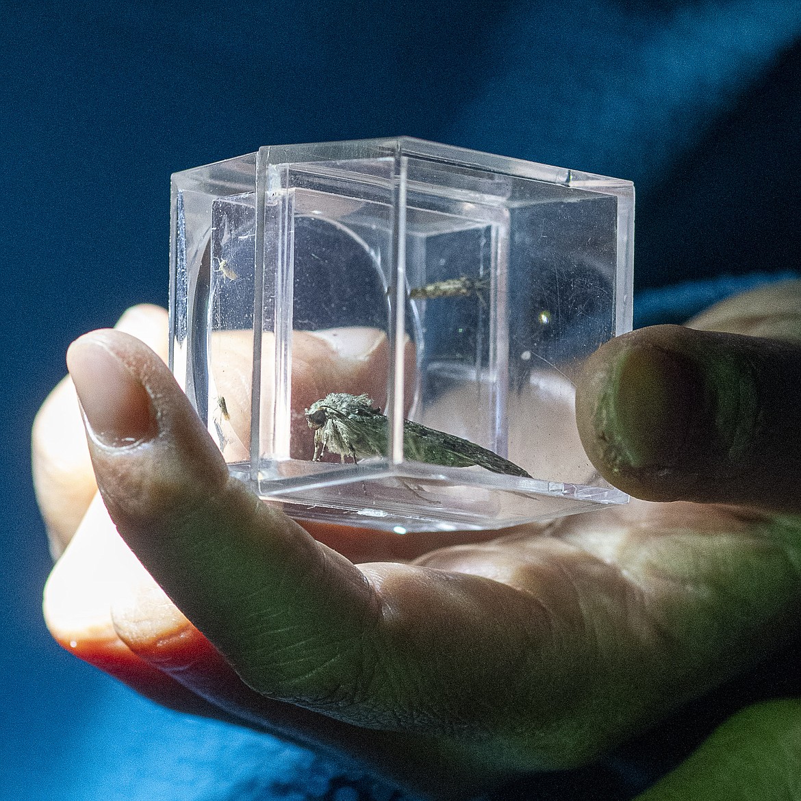 Citizen scientists illuminate a moth captured in an observation cube during the Nocturnal Pollinator BioBlitz.