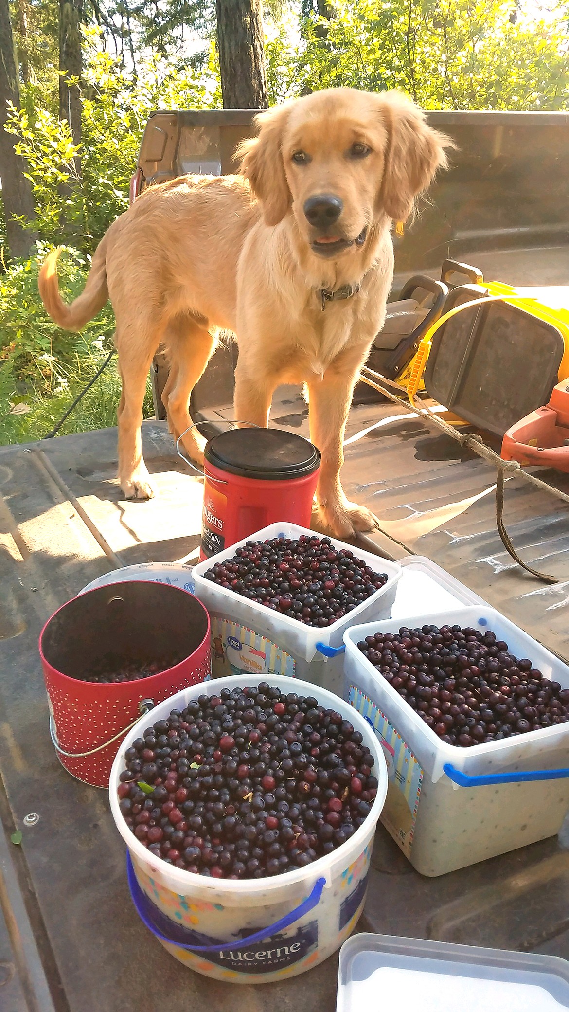 "Huckleberry Hound," writes Betsy Hull in sharing this Best Shot. "We took our pup, Chance, into the mountain for some berry picking and scored 3-plus gallons of purple gold." If you have a photo that you took that you would like to see run as a Best Shot or I Took The Bee send it to the Bonner County Daily Bee, P.O. Box 159, Sandpoint, Idaho, 83864; or drop them off at 310 Church St., Sandpoint. You may also email your pictures to the Bonner County Daily Bee along with your name, caption information, hometown, and phone number to news@bonnercountydailybee.com.