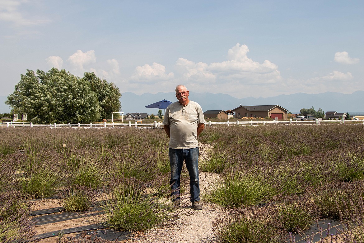 Mike Sullivan is the owner of Longview Lavender Farm near Somers, Montana. (Kate Heston/Daily Inter Lake)