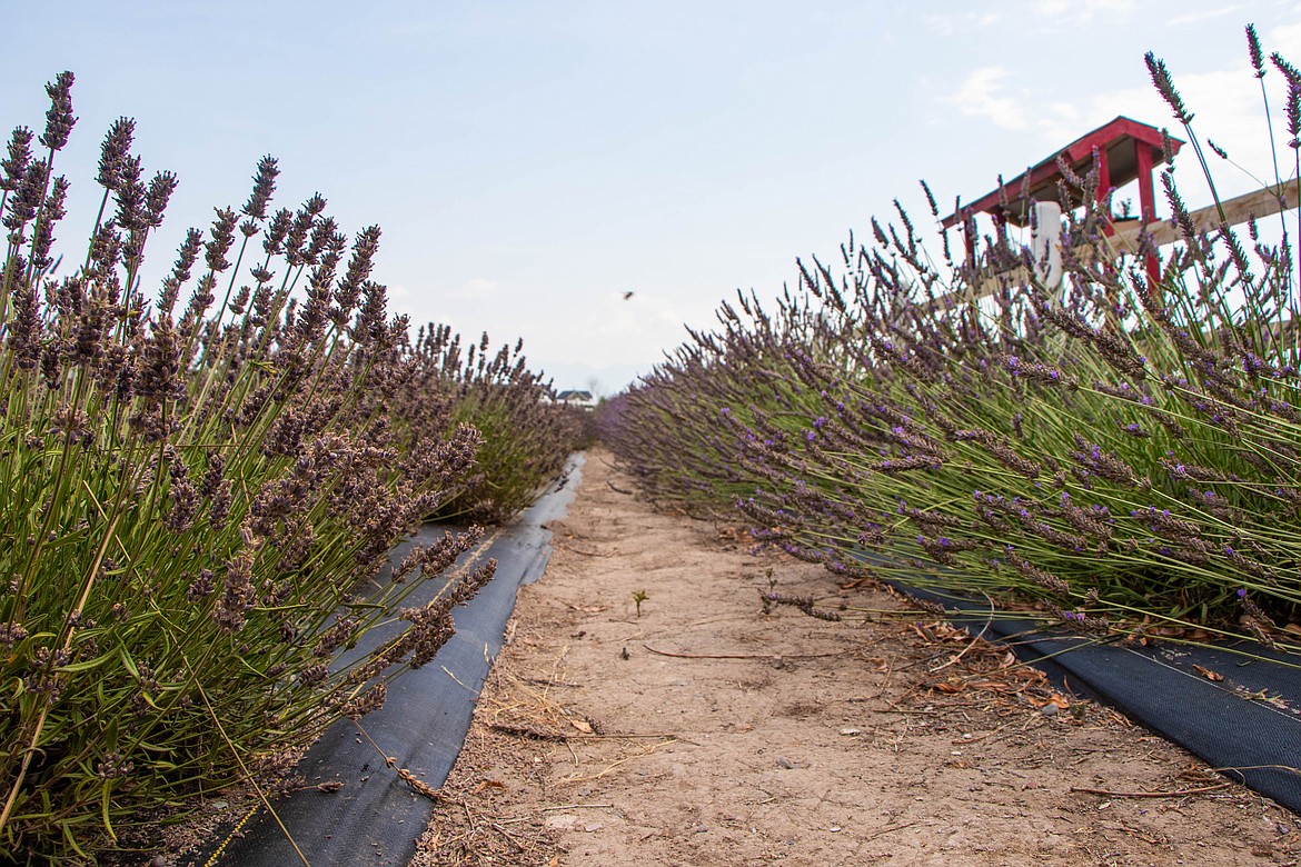 Longview Lavender Farm is one of Montana's only lavender farms, owned by Mike Sullivan. The farm is open to the public from Memorial Day to Labor Day. (Kate Heston/Daily Inter Lake)