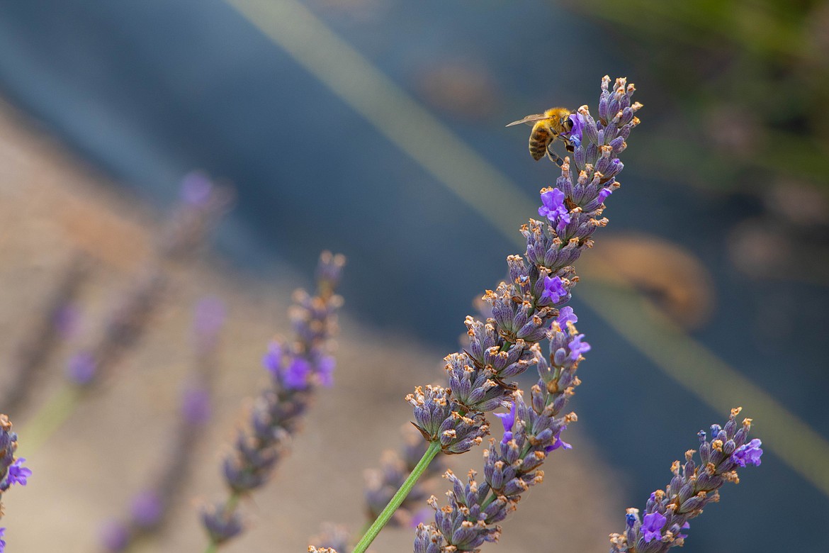 A bee lands on a lavender plant at Longview Lavender Farm, one of Montana's only lavender farms, owned by Mike Sullivan. The farm is open to the public from Memorial Day to Labor Day. (Kate Heston/Daily Inter Lake)