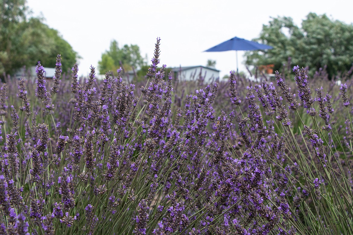 Longview Lavender Farm is one of Montana's only lavender farms, owned by Mike Sullivan. The farm is open to the public from Memorial Day to Labor Day. (Kate Heston/Daily Inter Lake)
