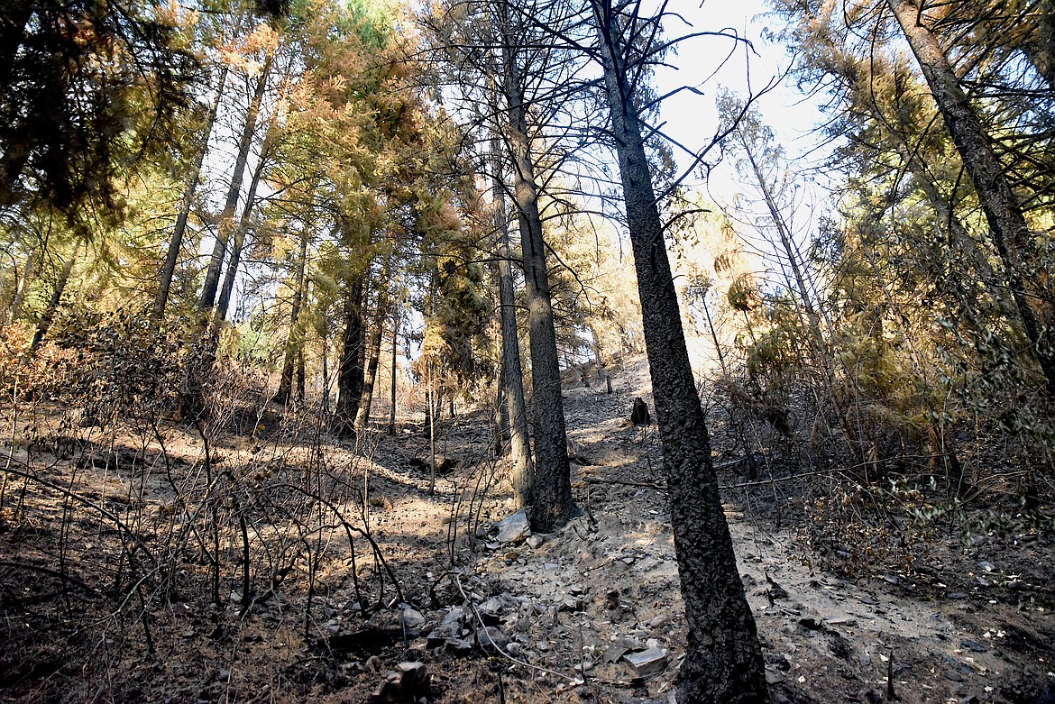 Trees, grass and shrubs were charred after the Gravel Pit Fire raced up a hill just off U.S. 2 last week. (Scott Shindledecker/The Western News)