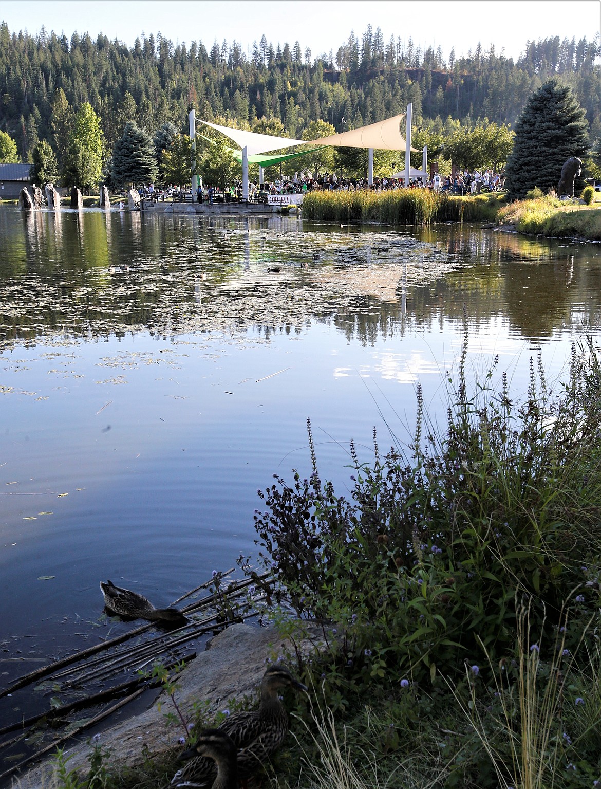 A duck swims in Riverstone pond while the new sails provide shade for musicians at the Riverstone Summer Concert Series on Thursday.