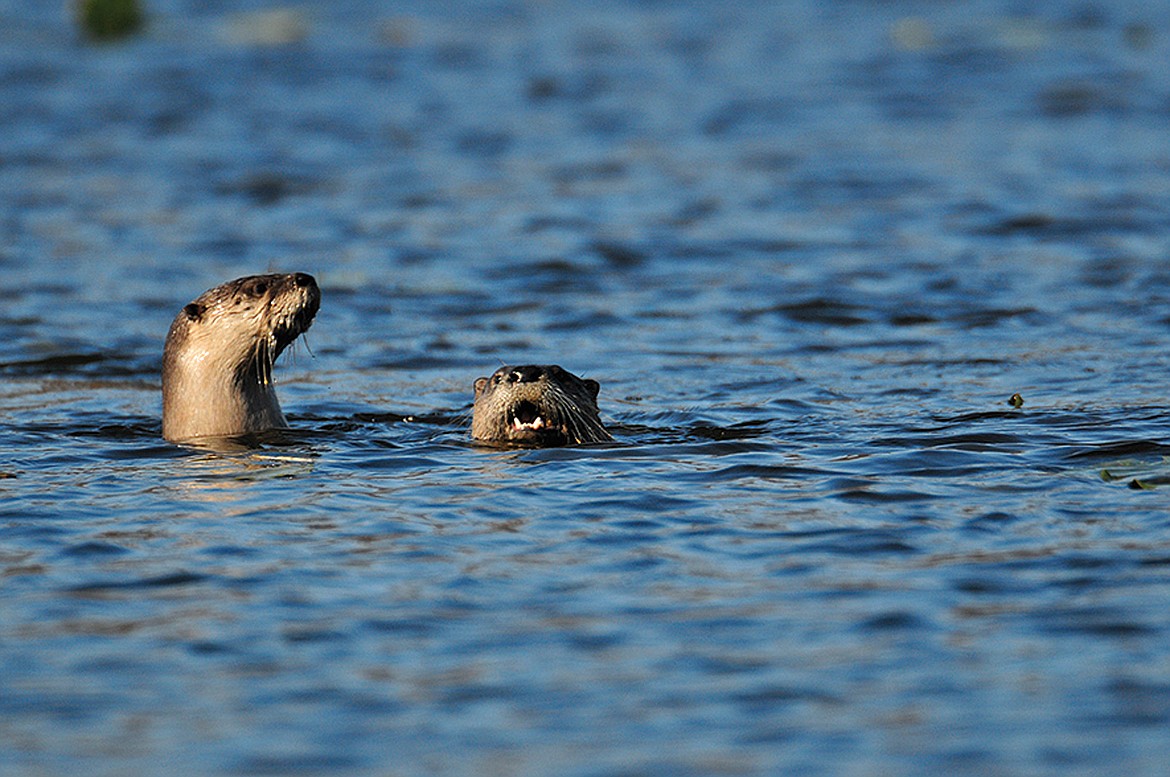 This November 2009 file photo shows river otters at Tippecanoe River State park near Battle Ground, Ind. (Frank J. Oliver/Department of Natural Resources via AP, File)