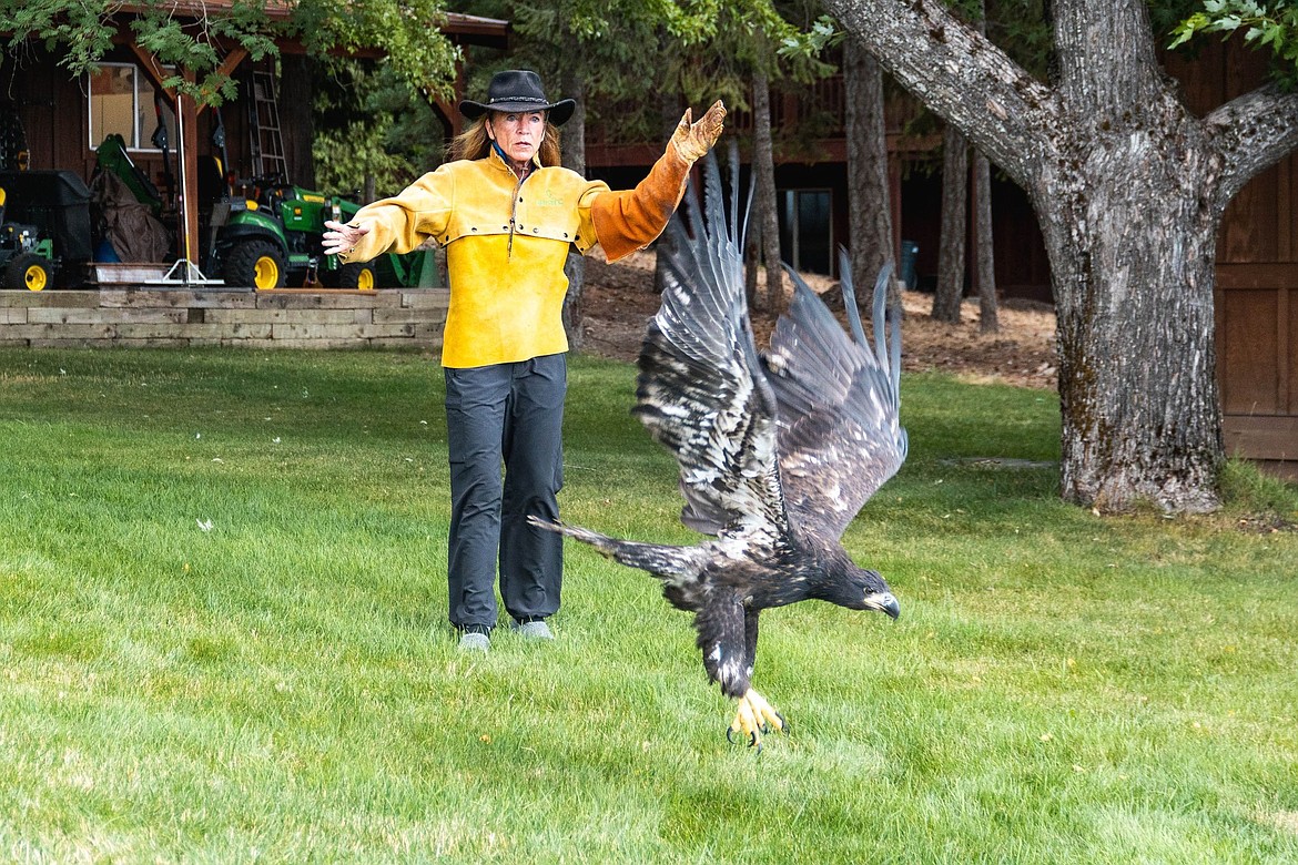 The young eagle, now triple her size, had no problem taking off once released.