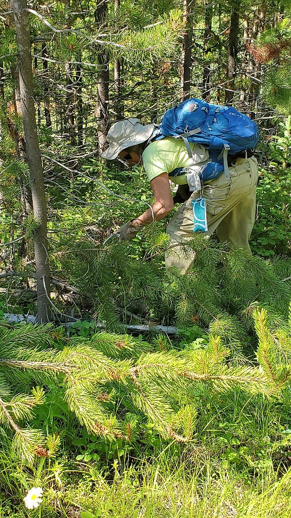 Cheryl Klein clears brush around the historic Matejka Cabin in Glacier National Park in 2020. (photo provided)