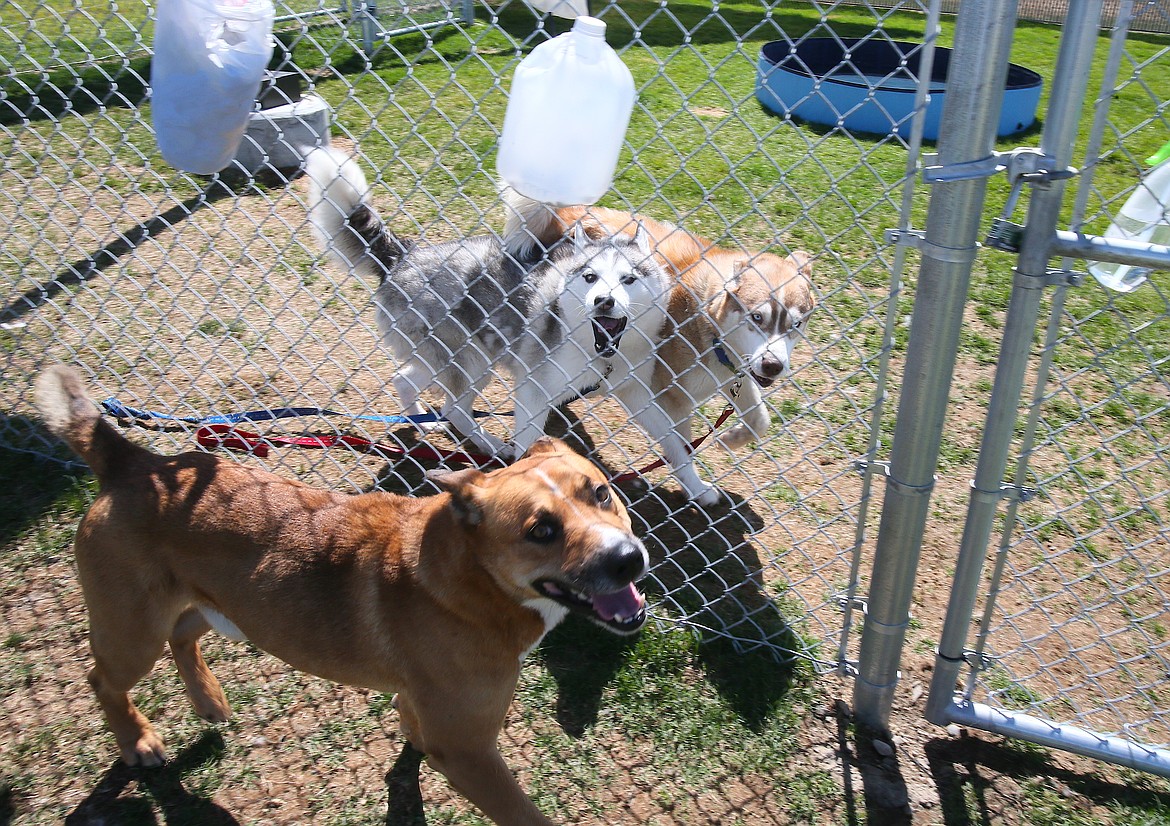 George, an akita-shepherd mix, makes friends with two huskies Friday at Companions Animal Center. A trainer is working with George to help assimilate into society after being a stray for four years.