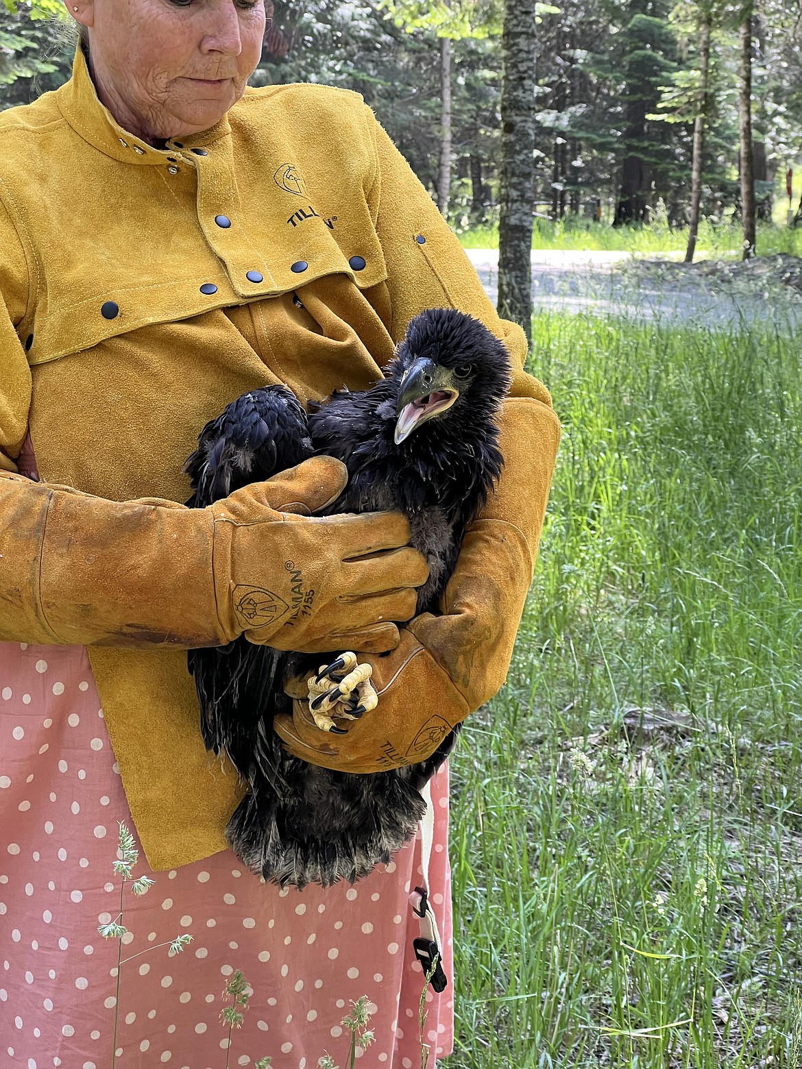 The young eagle only weighed five pounds when she was rescued.