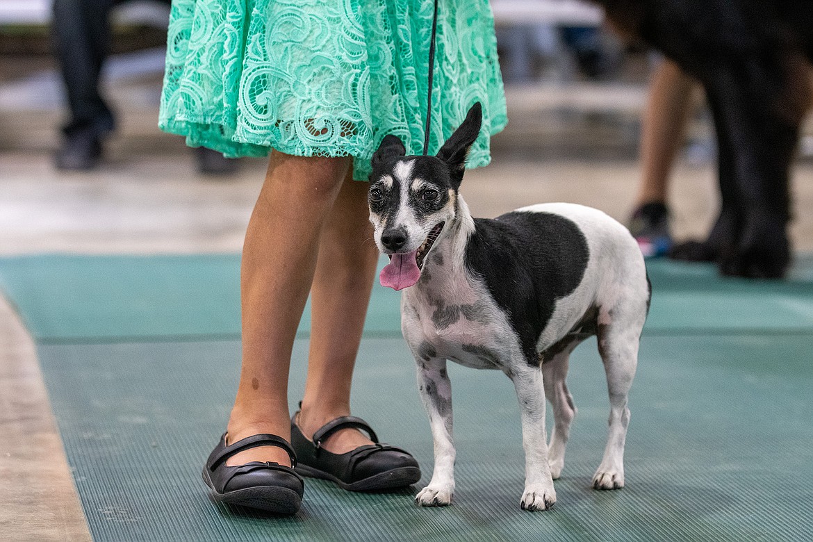 Echo the dog stands at her handler Kylee Oedekoven's heel during the 4-H Dog Show showmanship competition at Flathead County Fairgrounds in Kalispell on Friday, Aug. 11. (Avery Howe/Hungry Horse News)