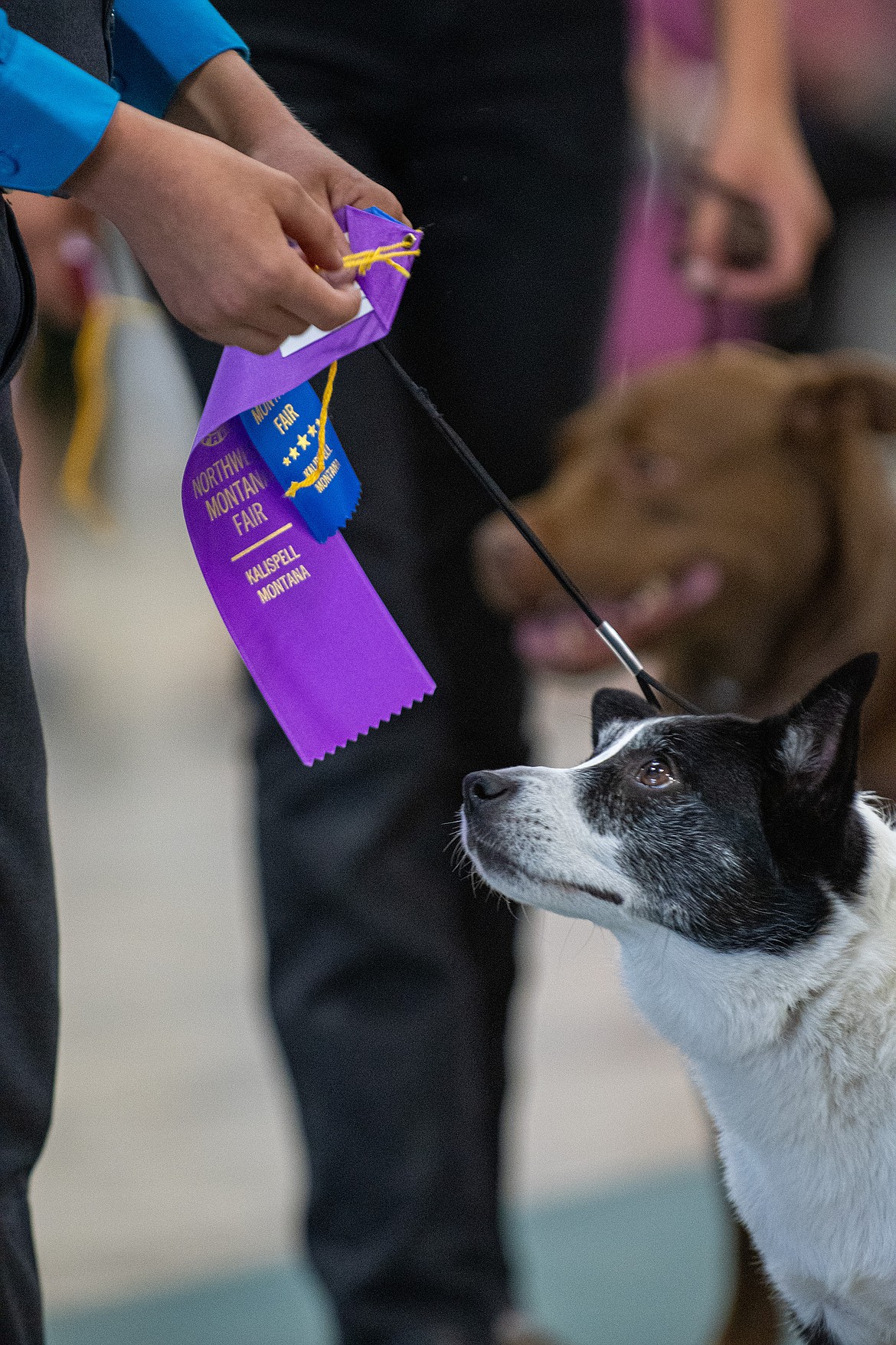 Meadow looks to her handler Colton Oedekoven for a treat after winning a blue ribbon and junior grand champion of showmanship during the 4-H Dog Show at Flathead County Fairgrounds in Kalispell on Friday, Aug. 11. (Avery Howe/Hungry Horse News)