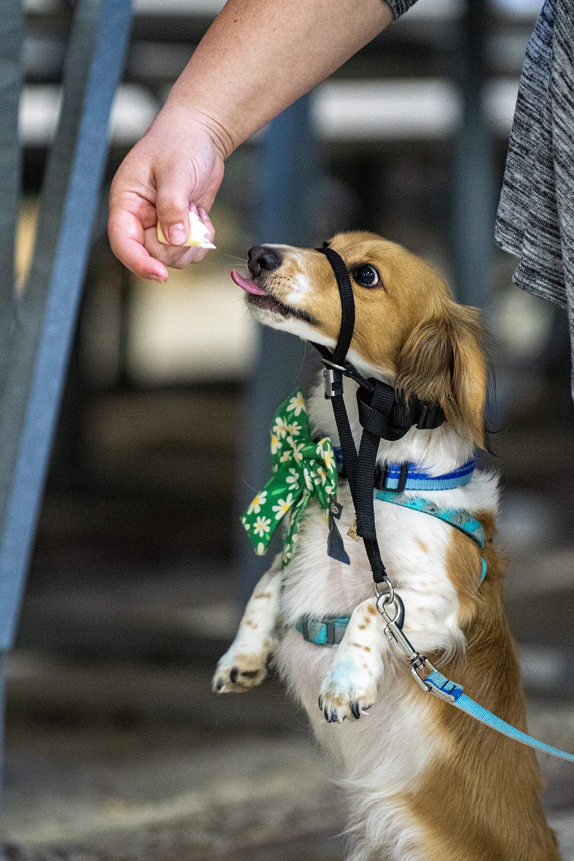 Ruger the Dachshund has a little cheese snack before the 4-H Dog Show at Flathead County Fairgrounds in Kalispell on Friday, Aug. 11. (Avery Howe/Hungry Horse News)