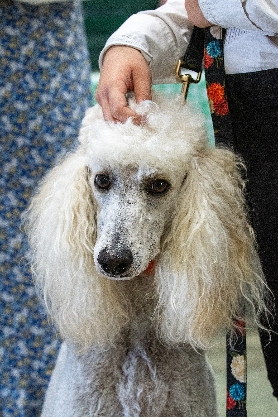 Elliana Calvi twirls her poodle Sunny's hair before the competition at Flathead County Fairgrounds in Kalispell on Friday, Aug. 11. (Avery Howe/Hungry Horse News)