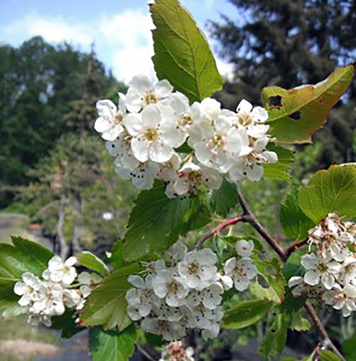 Abundant in northwestern North America, Black Hawthorn's white floral display appears usually in May and is often called Mayflower.