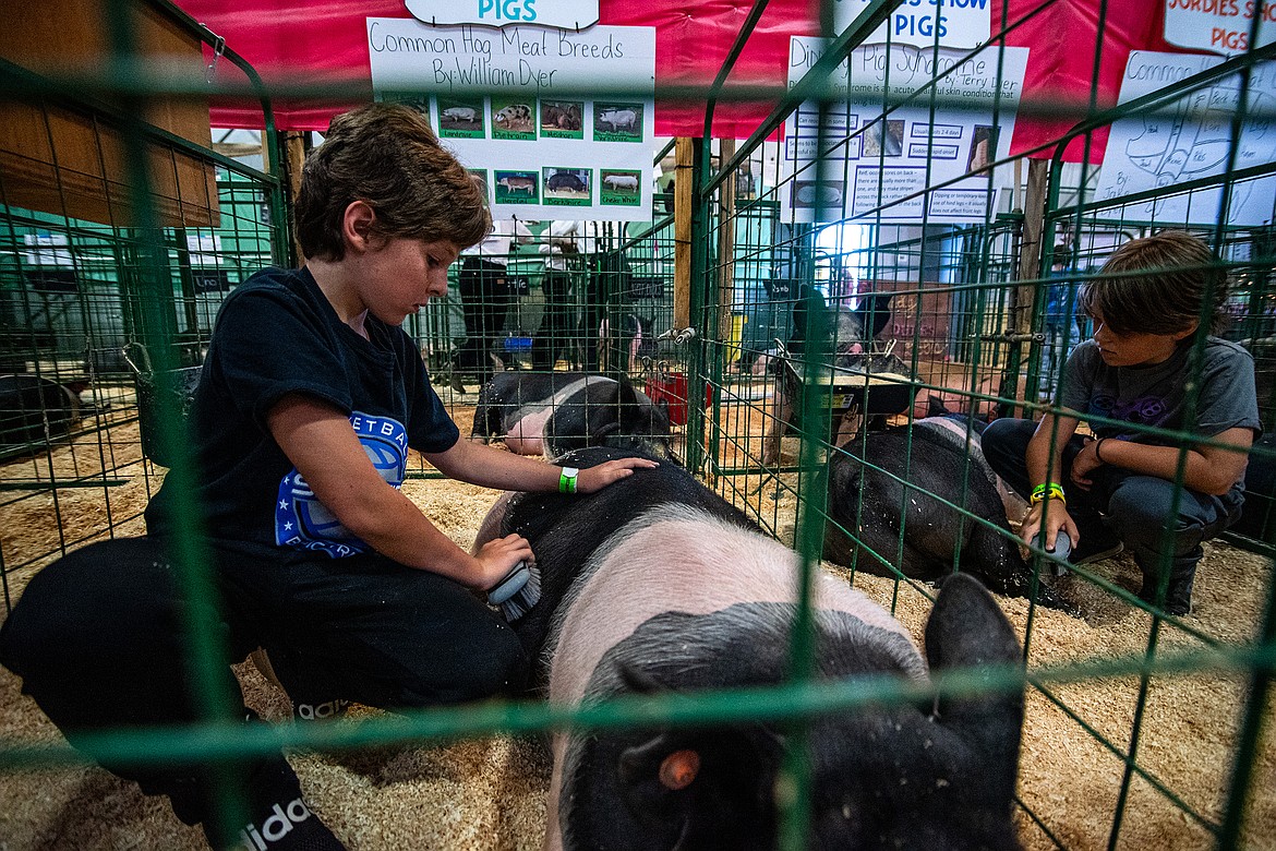 William Dyer and Terry Dyer clean up their pigs for the pig show at Flathead County Fairgrounds in Kalispell on Monday, Aug. 14. (Avery Howe/Hungry Horse News)