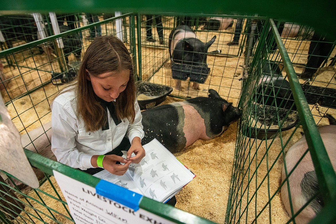 Before the pig show, Chloe Wirth practices a little origami at Flathead County Fairgrounds in Kalispell on Monday, Aug. 14. (Avery Howe/Hungry Horse News)
