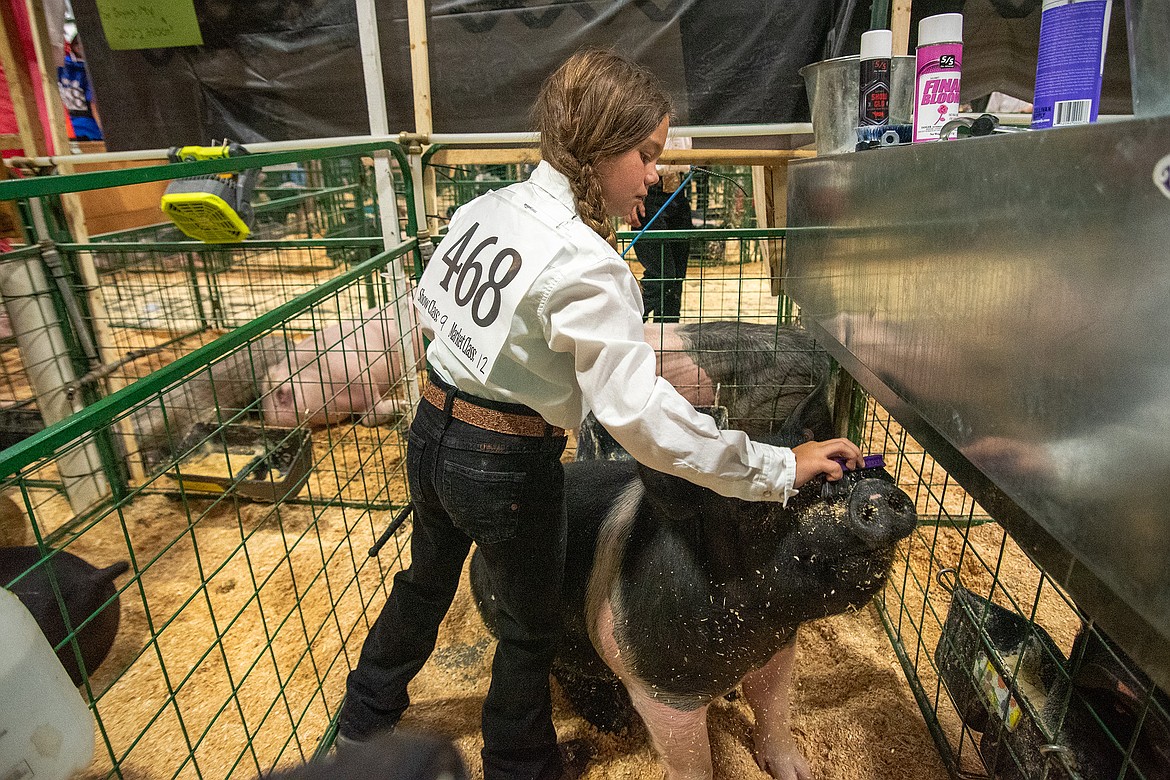 Kiley Cheff dusts wood chips from her pig Ariat's snout before the show at Flathead County Fairgrounds in Kalispell on Monday, Aug. 14. (Avery Howe/Hungry Horse News)