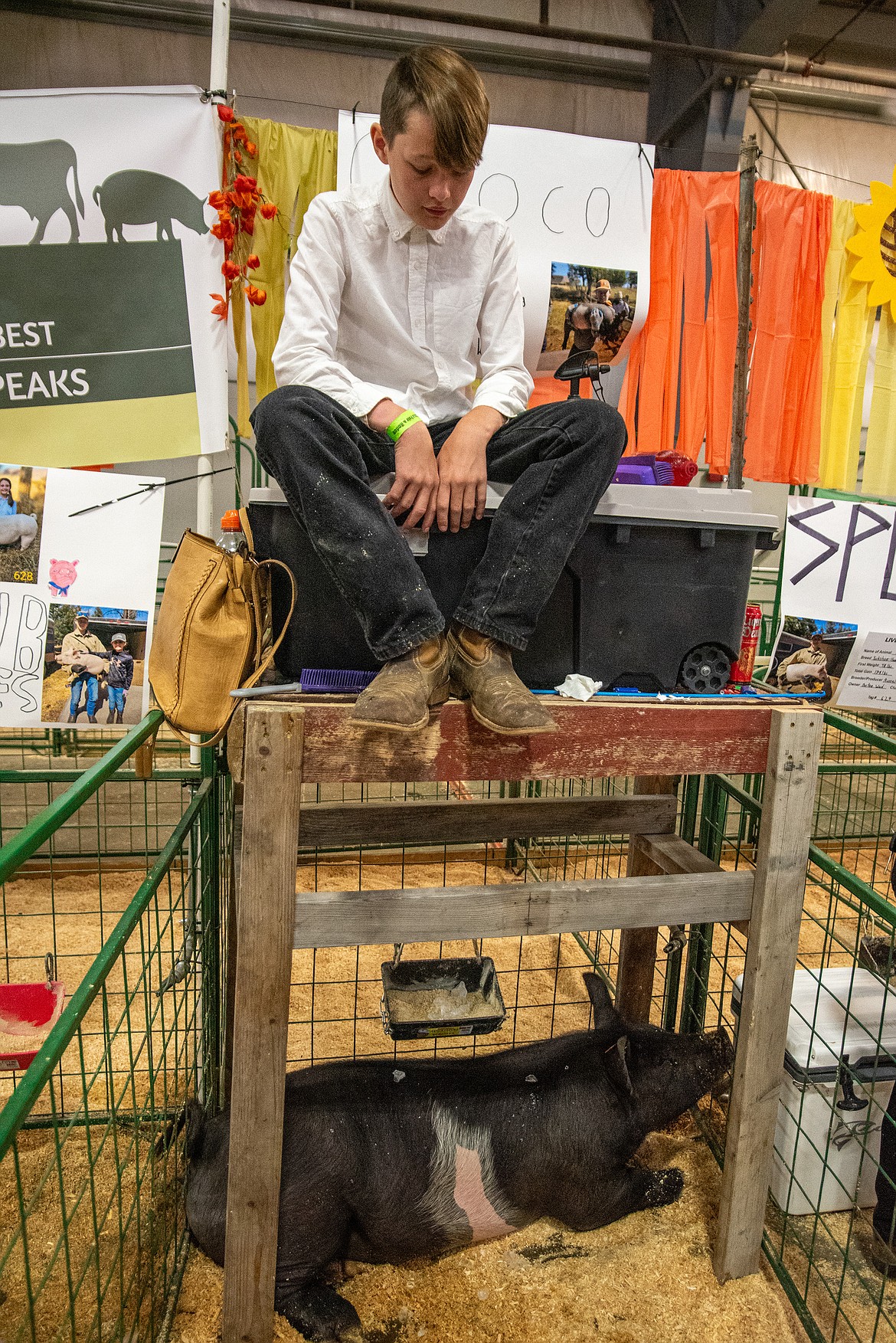 Drake Ward takes the upper level of his pig's pen before the show at Flathead County Fairgrounds in Kalispell on Monday, Aug. 14. (Avery Howe/Hungry Horse News)