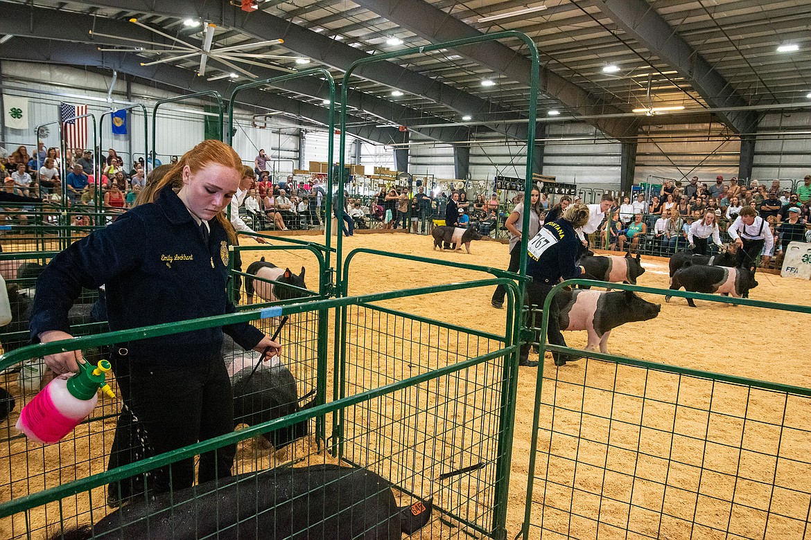 During the showmanship competition, Emily Lockhart sprays down her pig as others circle the ring at Flathead County Fairgrounds in Kalispell on Monday, Aug. 14. (Avery Howe/Hungry Horse News)