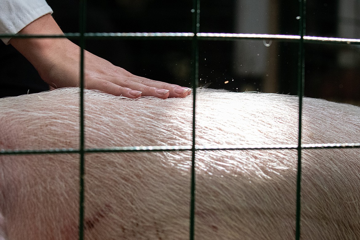 A 4-H member pets their pig at Flathead County Fairgrounds in Kalispell on Monday, Aug. 14. (Avery Howe/Hungry Horse News)