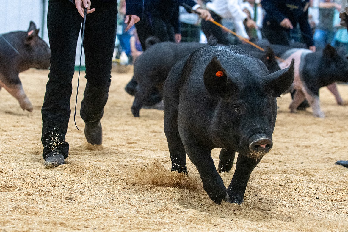 A pig goes on the run during the pig show at Flathead County Fairgrounds in Kalispell on Monday, Aug. 14. (Avery Howe/Hungry Horse News)