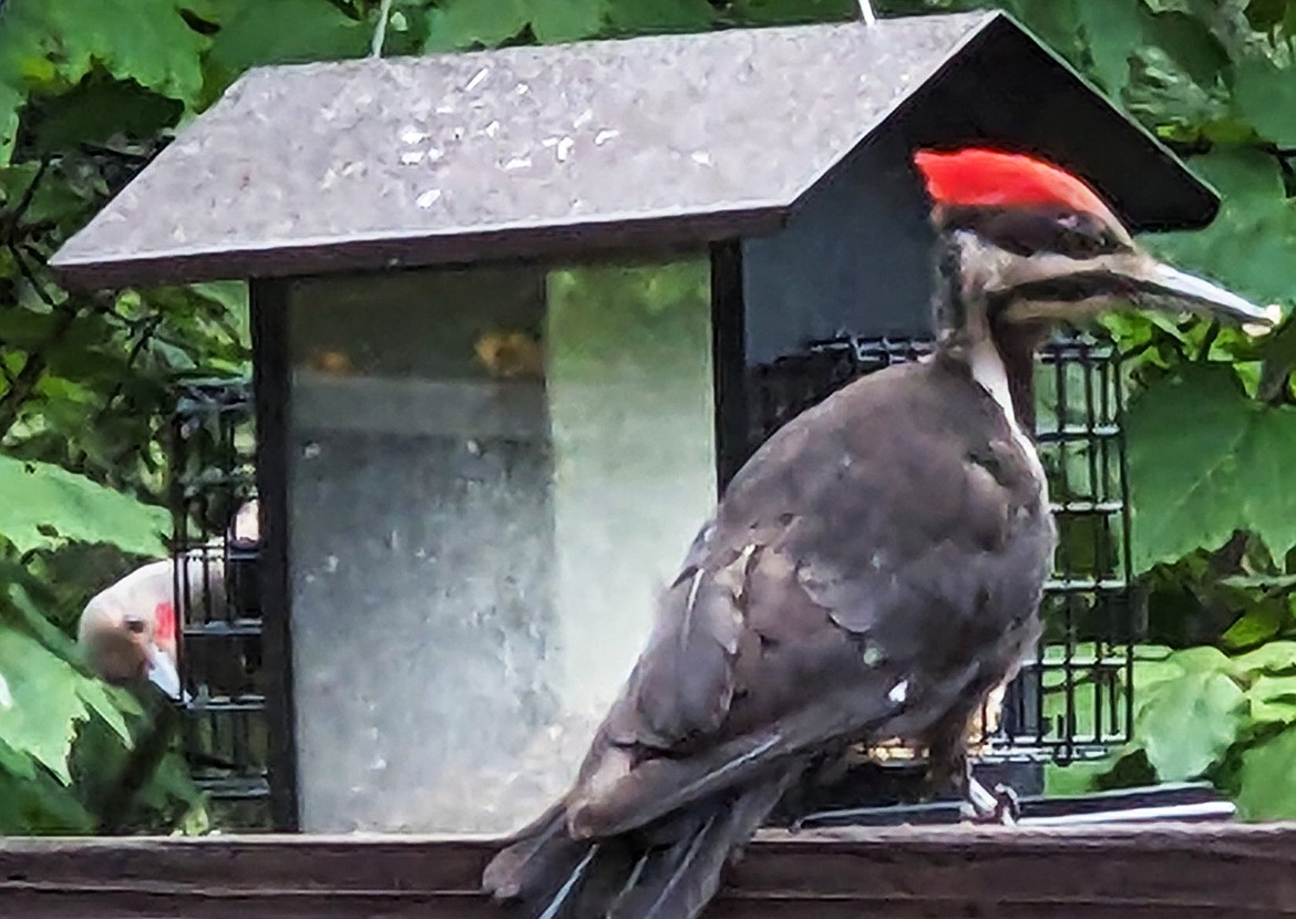 "May I join you?" writes Margaret LeBaron of this Best Shot of a flicker having a little dinner with a woodpecker. If you have a photo that you took that you would like to see run as a Best Shot or I Took The Bee send it to the Bonner County Daily Bee, P.O. Box 159, Sandpoint, Idaho, 83864; or drop them off at 310 Church St., Sandpoint. You may also email your pictures in to the Bonner County Daily Bee along with your name, caption information, hometown and phone number to news@bonnercountydailybee.com.