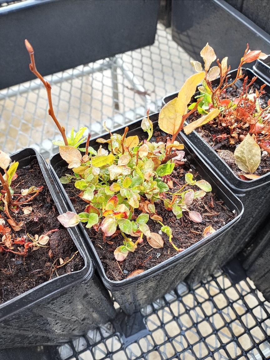 For the past few years, University of Idaho Professor Stephen Cook, head of the Department of Entomology, Plant Pathology and Nematology, has been working to overcome significant hurdles to huckleberry propagation. 
Above, huckleberries being grown in the greenhouse are being closely monitored.