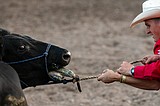 Bull Bash