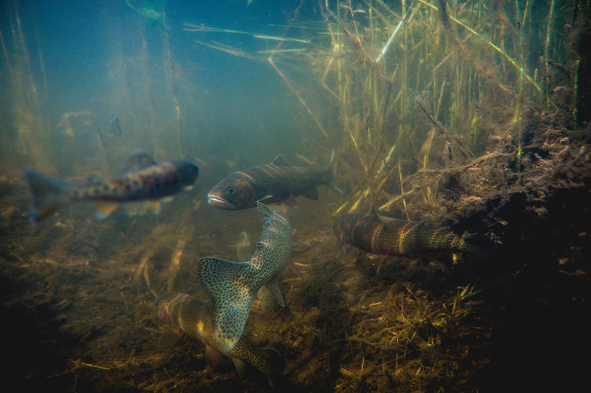 Westslope cutthroat trout in Glacier National Park. (photo provided)