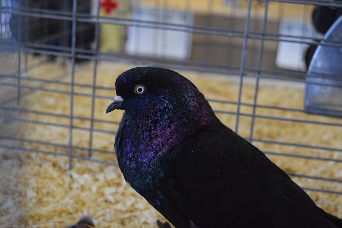 A pigeon raised by John McGonicgal of Ephrata’s JB’s Lofts. McGonigal raises multiple breeds of pigeon, including squab. He is a member of a small club dedicated to the hobby of raising pigeons.