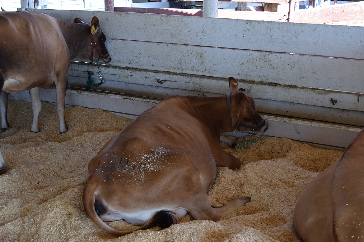 Diesyl Koehn of Royal Slope brought this Jersey cow named Izzy to the fair for 4-H. The 23-month-old beef entry was bred by Fekkes Feedlot.