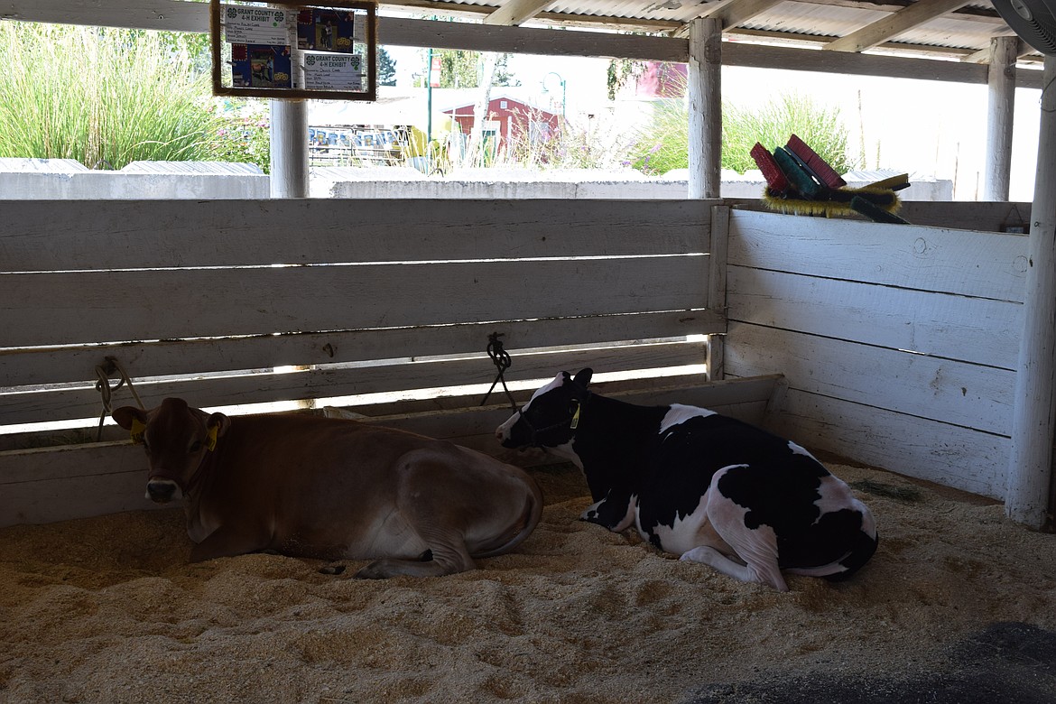 Bovines of a feather, Kolby and Annie, rest as the heat at the Grant County Fairgrounds began to churn its way in Tuesday morning. Temperatures were in the triple digits for much of the day.