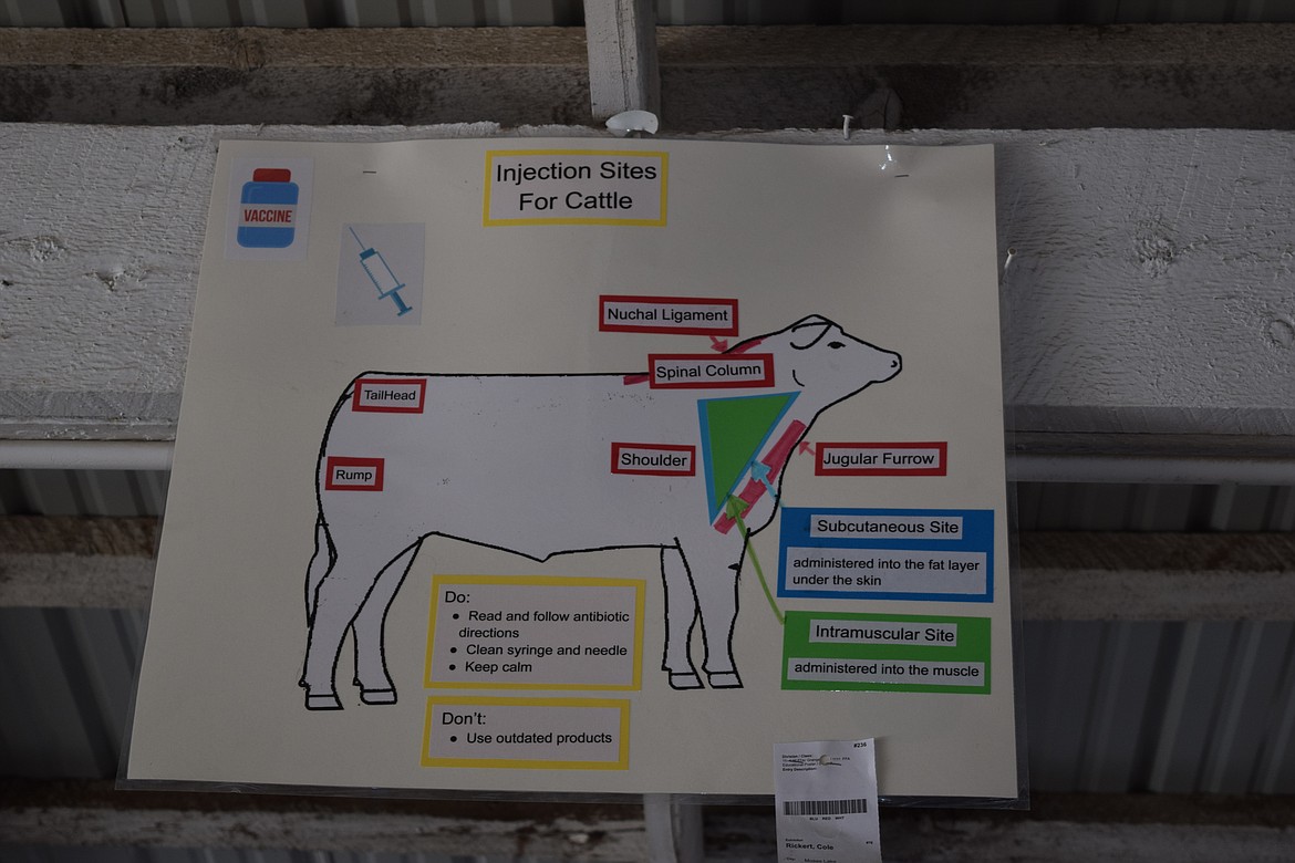 Exhibitor Cole Rickert displayed this diagram above his stall showing the appropriate locations for injecting cattle with antibiotics. A large part of Future Farmers of America, 4-H and Grange youth programs revolve around educating young people in best practices in agriculture.