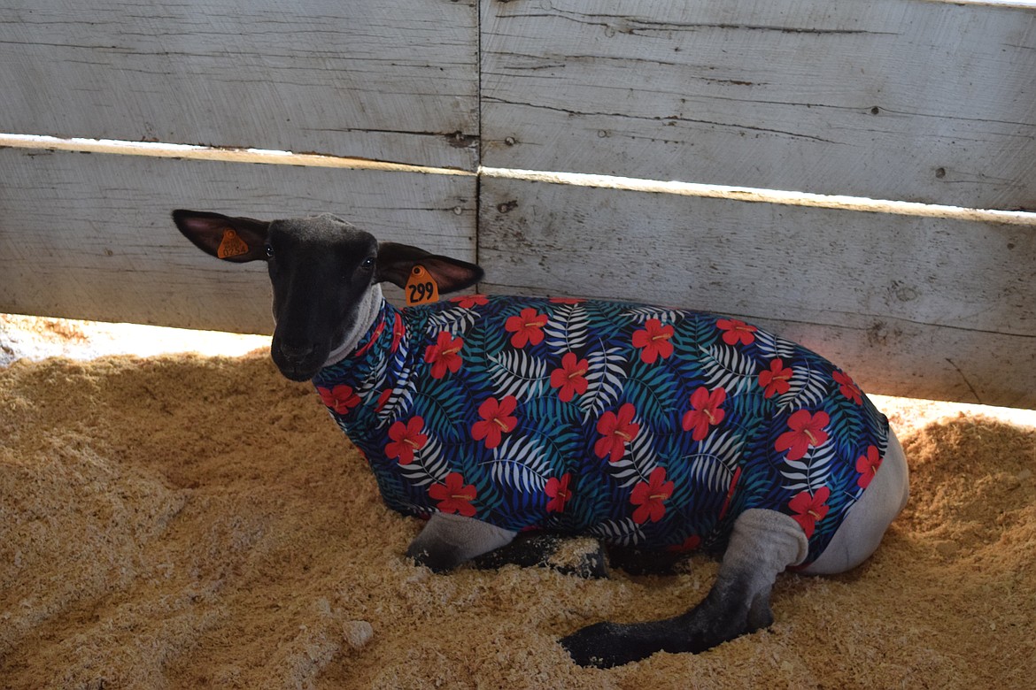 What barn gallery would be complete without a sheep named Barney? Barney is a 126-pound Hampshire-Suffolk mix raised by Gabby Detterrera of the Ephrata Future Farmers of America, and is dressed quite stylishly as many of her fellow lambs were.