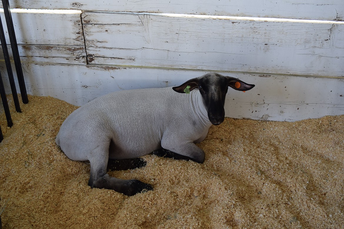 Buckwheat is a six-month-old Suffolk-Hampshire mix from GQ’s 4-H out of the Quincy area. He was raised by Klare Gans and weights in at 125 pounds, according to his entry card.