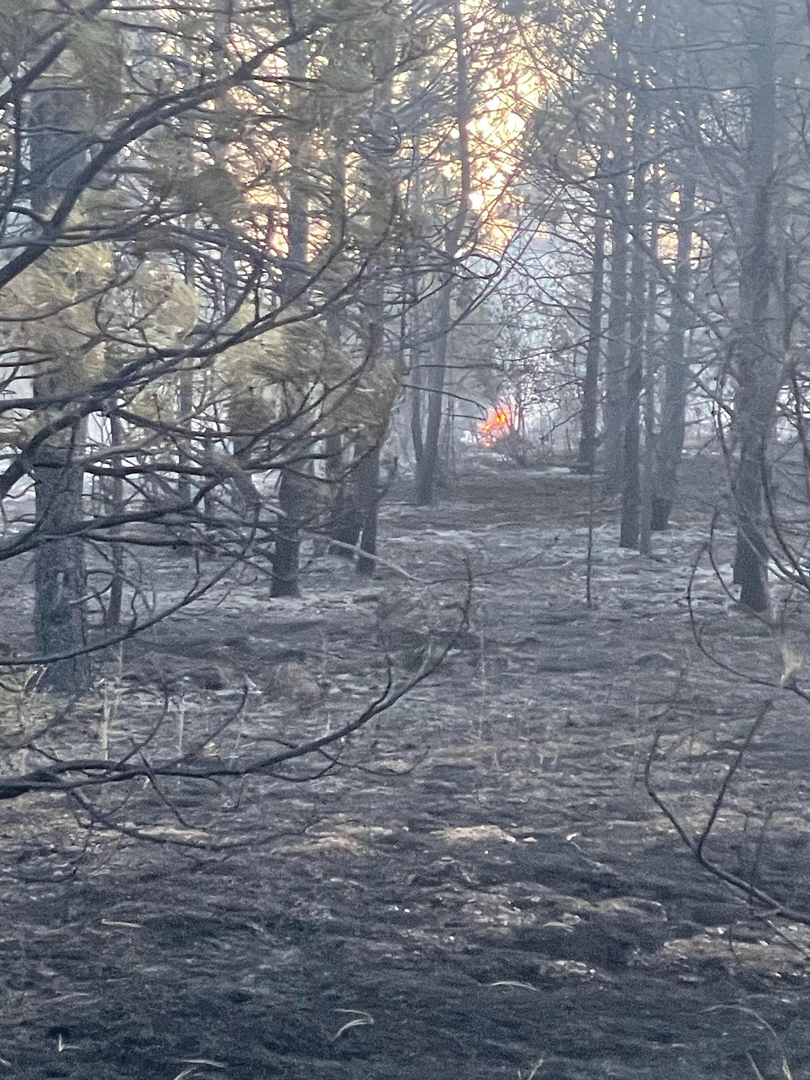 Flames from the Sarah Loop Fire are seen through trees near an Athol residence Tuesday evening.