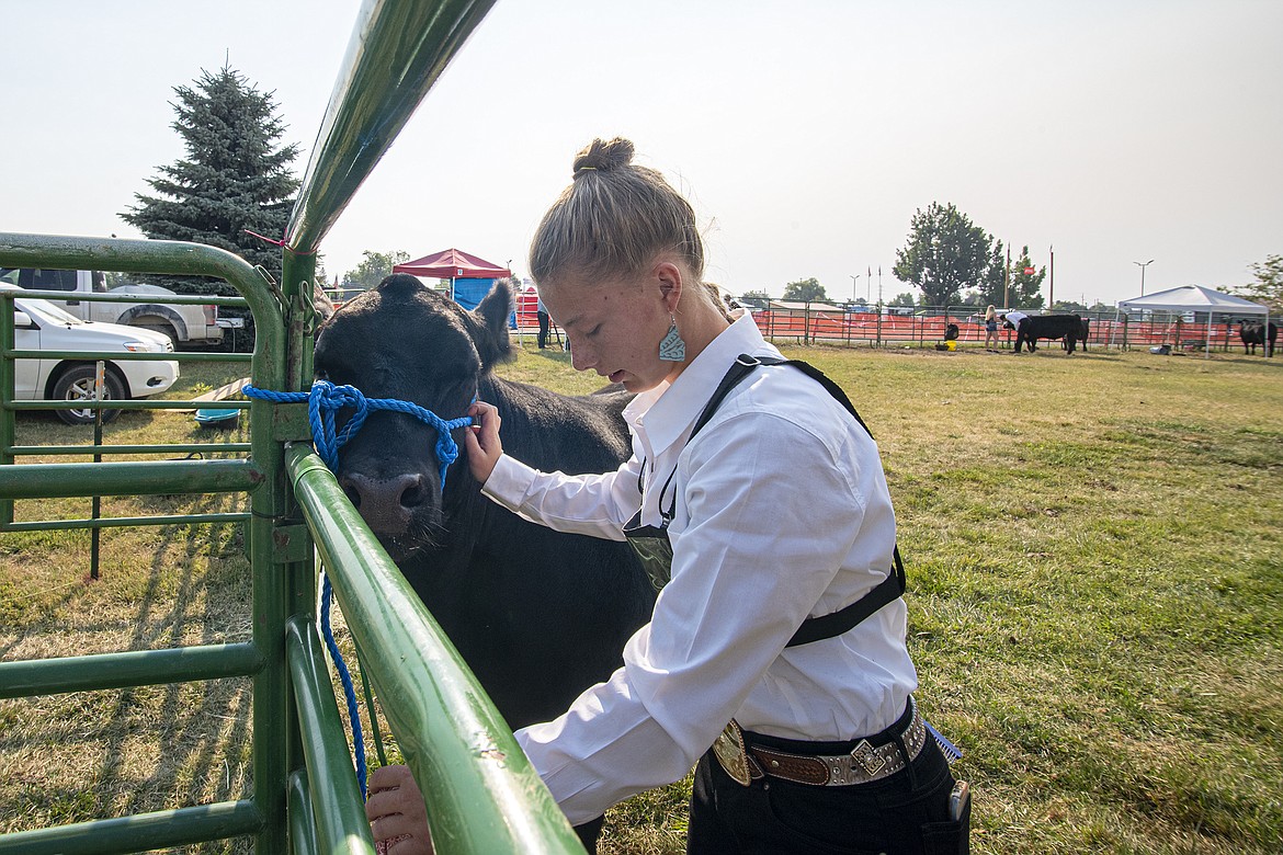 Ione Plummer readies her steer for the show at Flathead County Fairgrounds on Wednesday, Aug. 16. (Avery Howe/Hungry Horse News)