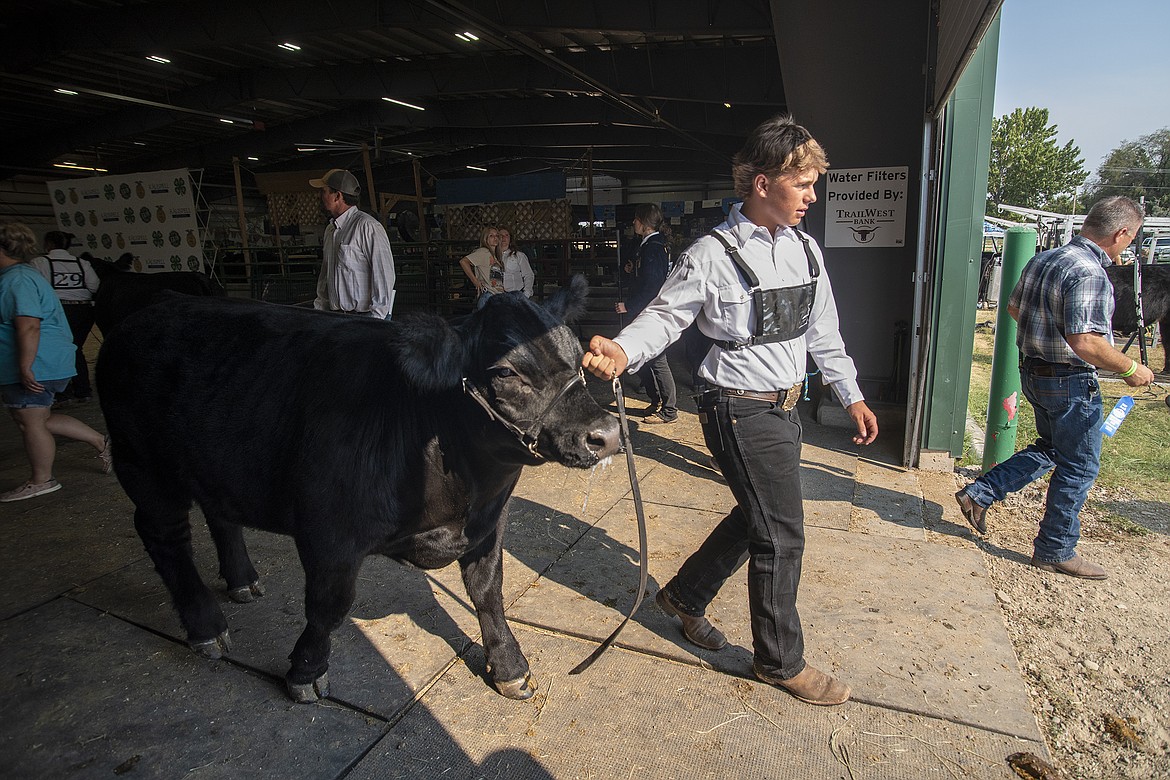 Carson Parish leads his steer back out of the Trade Center after a round at Flathead County Fairgrounds on Wednesday, Aug. 16. (Avery Howe/Hungry Horse News)