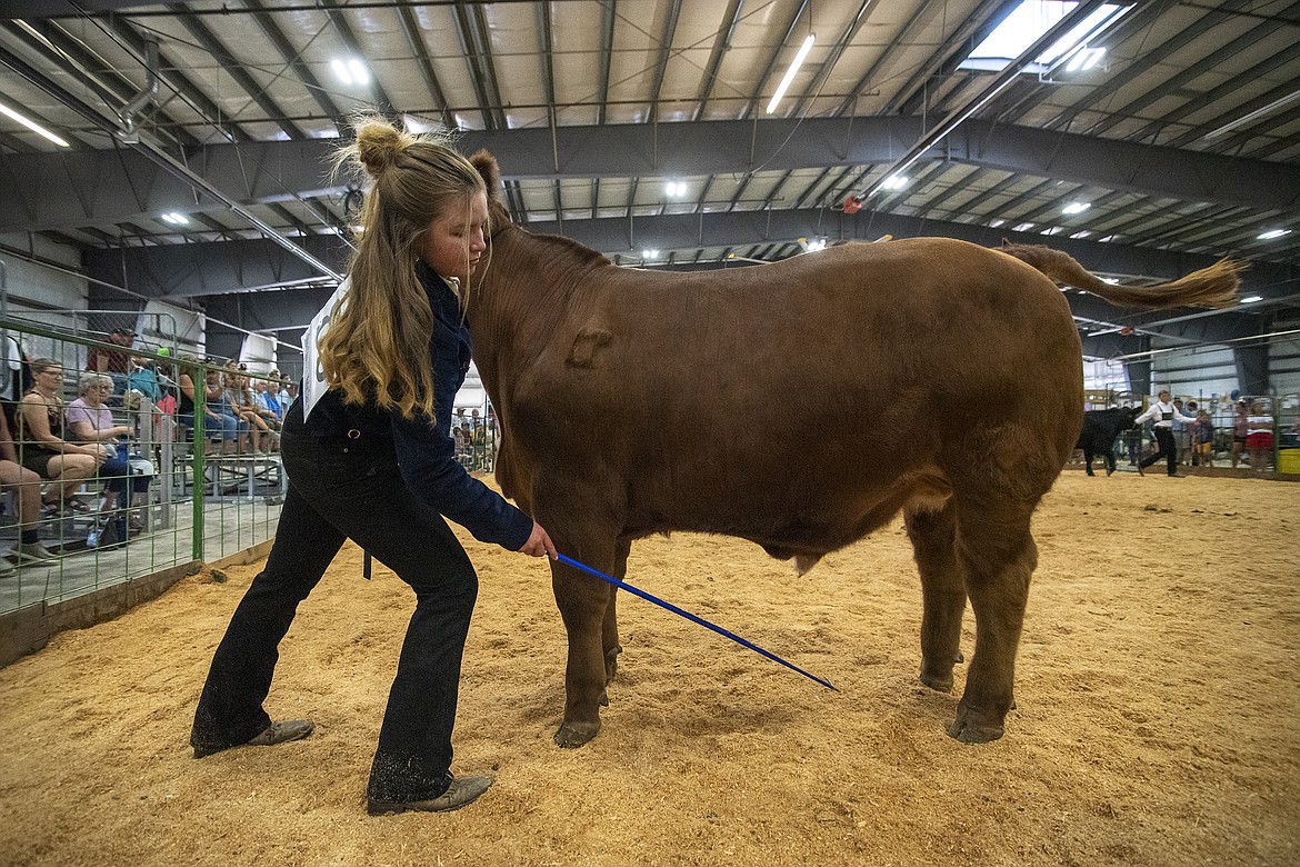Kimber Boll positions her steer's legs for the judge at Flathead County Fairgrounds on Wednesday, Aug. 16. (Avery Howe/Hungry Horse News)