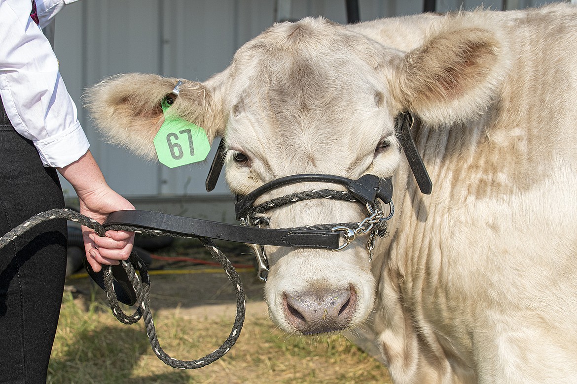 Alexis Johnson's steer waits outside the Trade Center at Flathead County Fairgrounds for its turn in the ring on Wednesday, Aug. 16. (Avery Howe/Hungry Horse News)