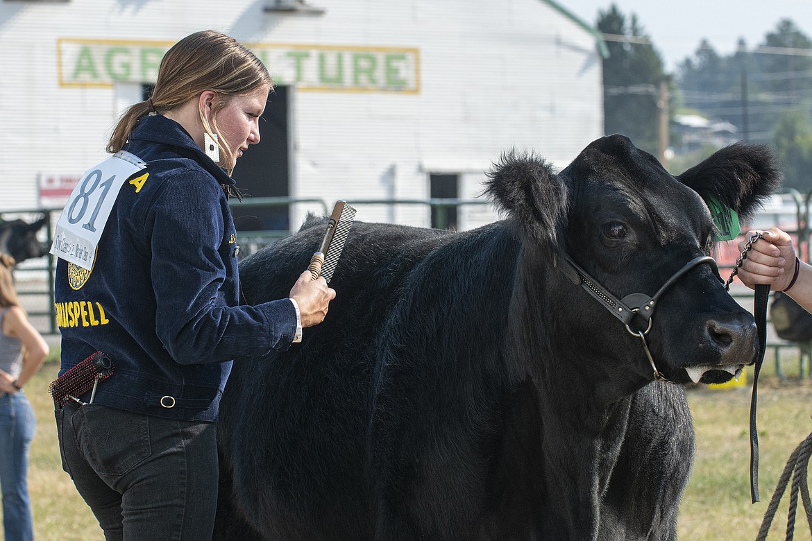 Brady Boll combs her steer before the Senior Showmanship Competition at Flathead County Fairgrounds on Wednesday, Aug. 16. (Avery Howe/Hungry Horse News)