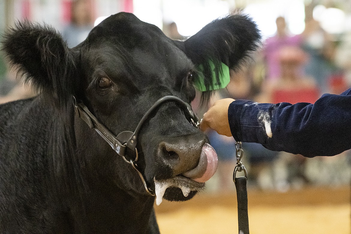 A steer slobbers up its handler's sleeve during the showmanship competition at Flathead County Fairgrounds on Wednesday, Aug. 16. (Avery Howe/Hungry Horse News)