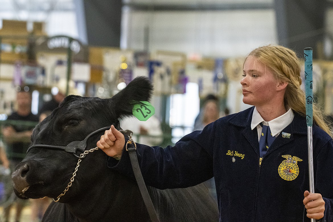 Beth Young directs her steer around the ring during a showmanship competition at Flathead County Fairgrounds on Wednesday, Aug. 16. (Avery Howe/Hungry Horse News)