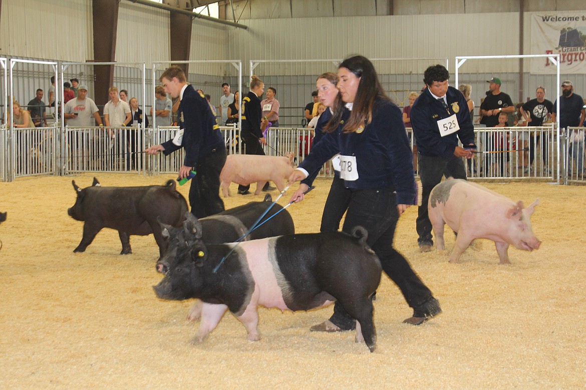 Nohemi Gomez, foreground, took home the reserve champion ribbon in Future Farmers of America class market swine on a hot Wednesday at the Grant County Fair.