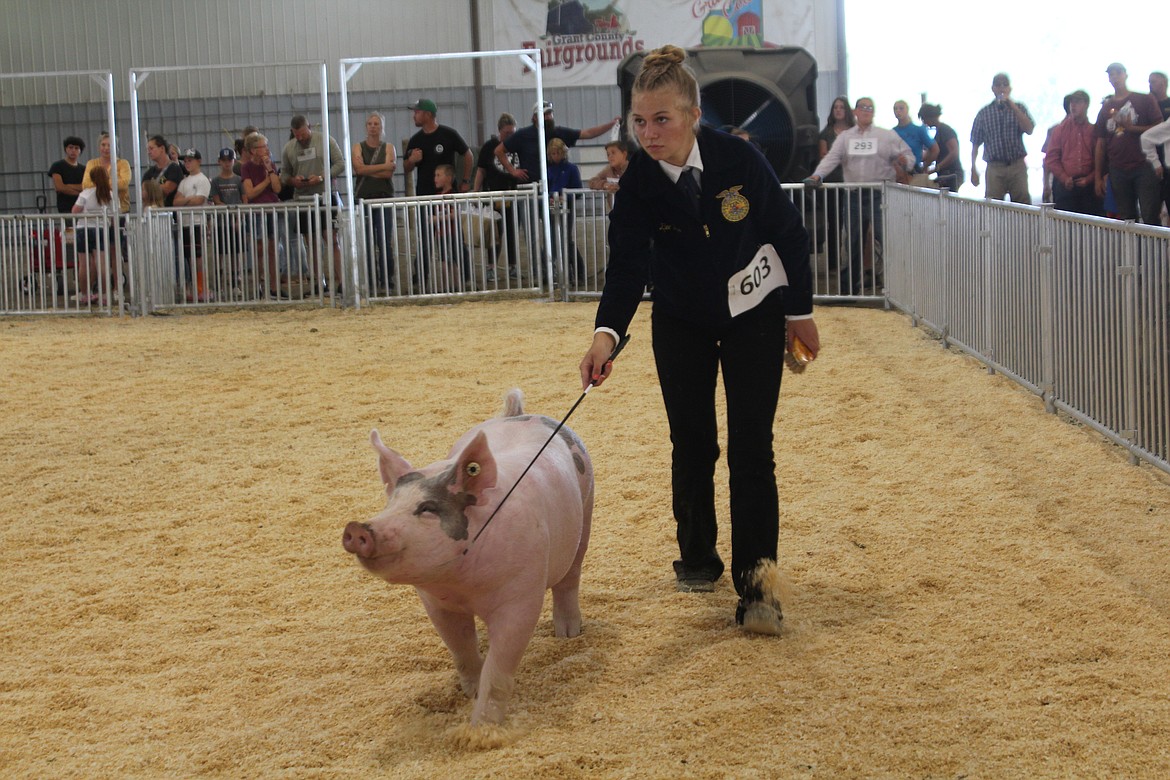 Eyes on the judge, an FFA competitor guides her pig around the ring during market swine competition Wednesday.