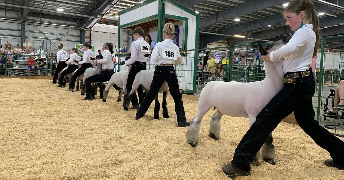 In all sheeps and sizes — 4H and FFA members compete in sheep show at