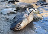 Shark on the Salmon River?