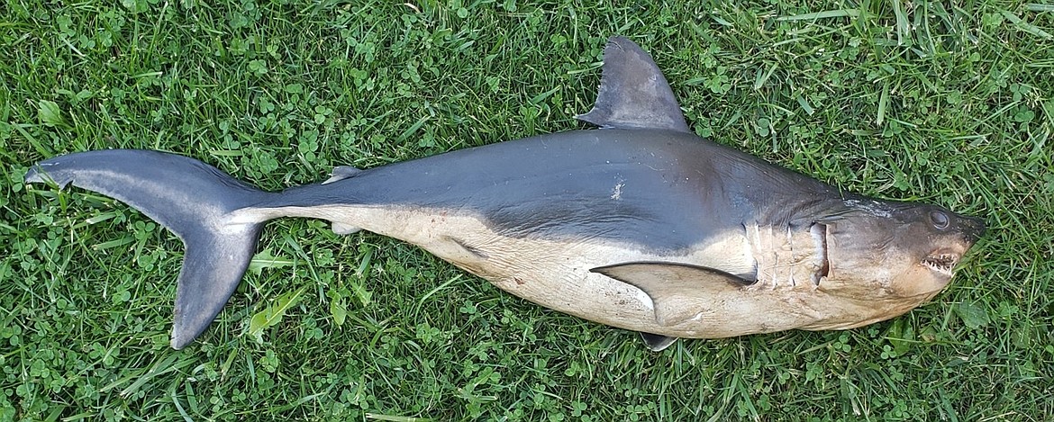 A Shark found on the bank of the Salmon River