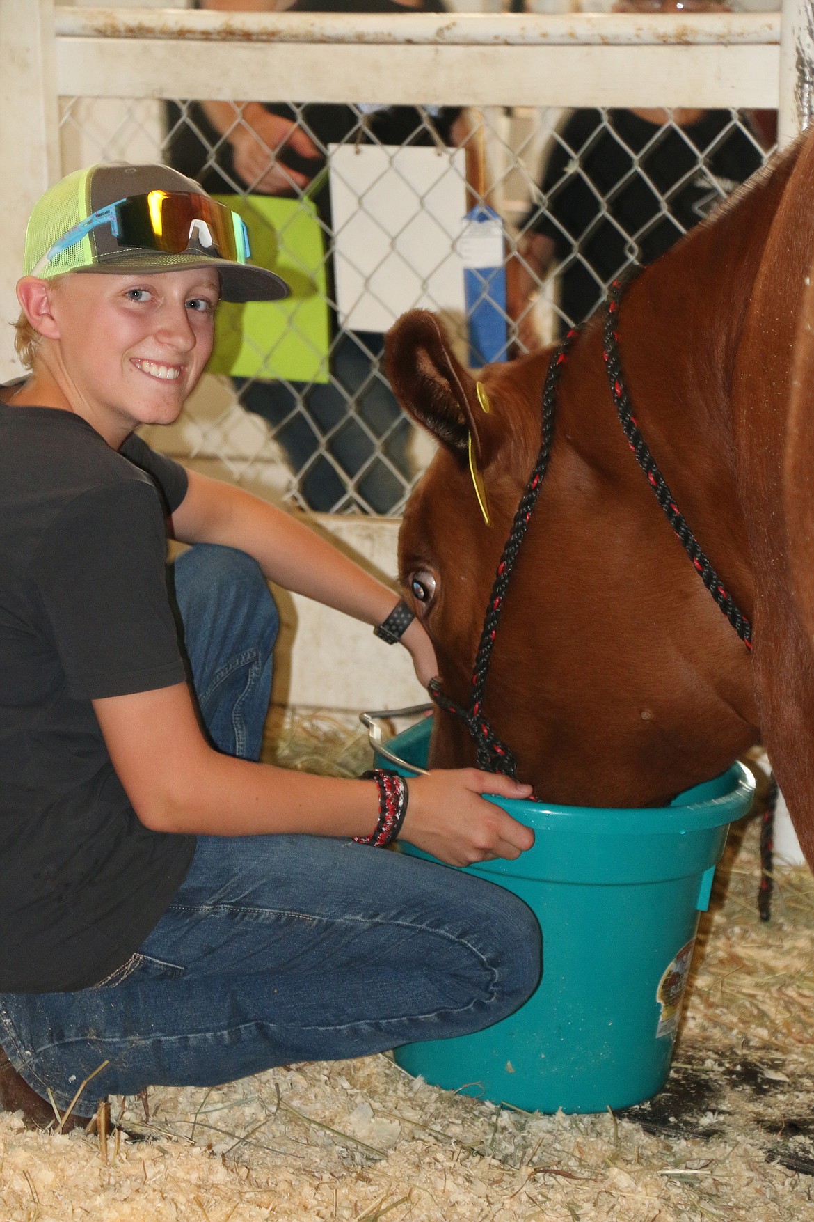 Tyler Wood, a member of the Gold 'n' Grouse 4-H Club, tends to his market animal steer at the Bonner County Fairgrounds on Wednesday,